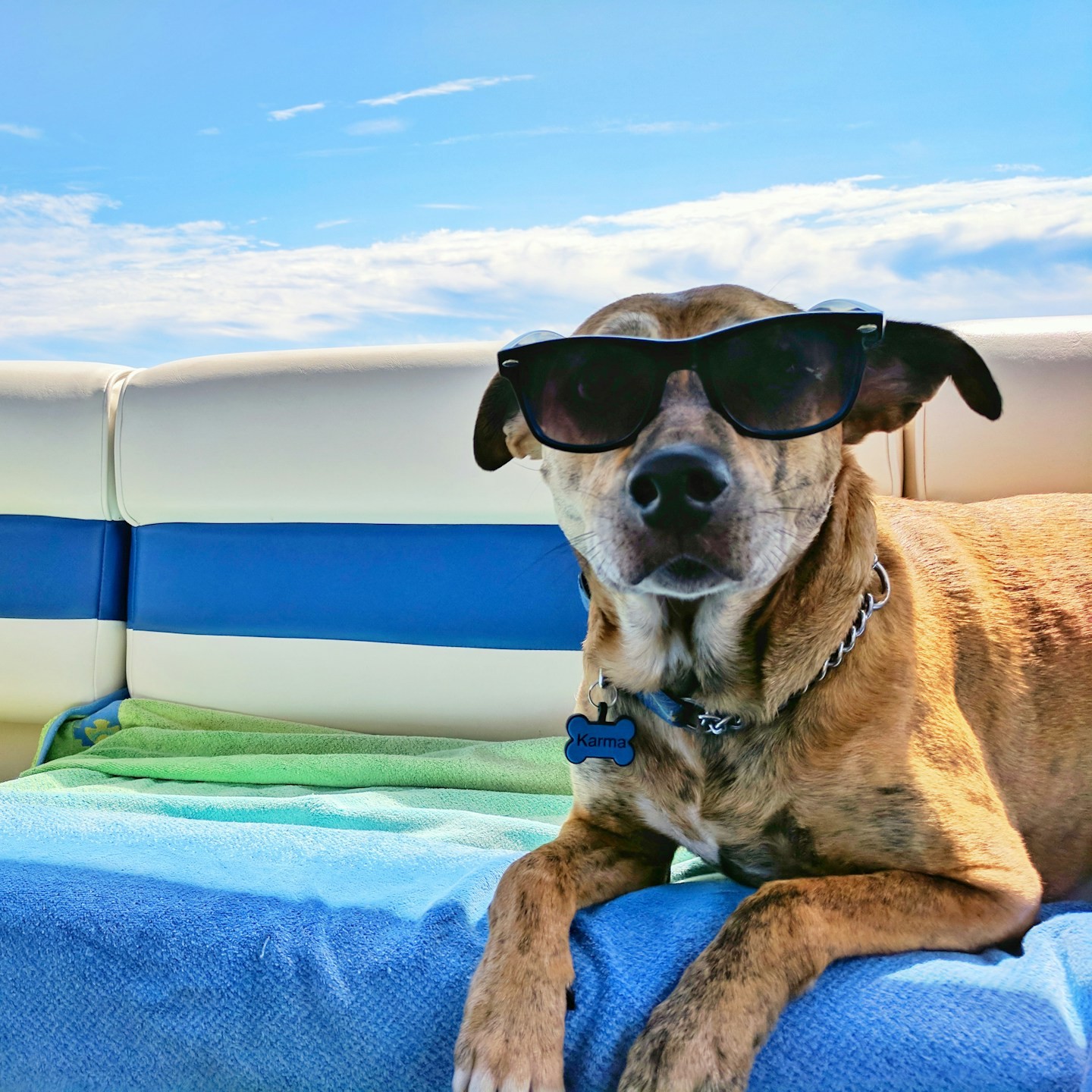 dog-enjoying-summer